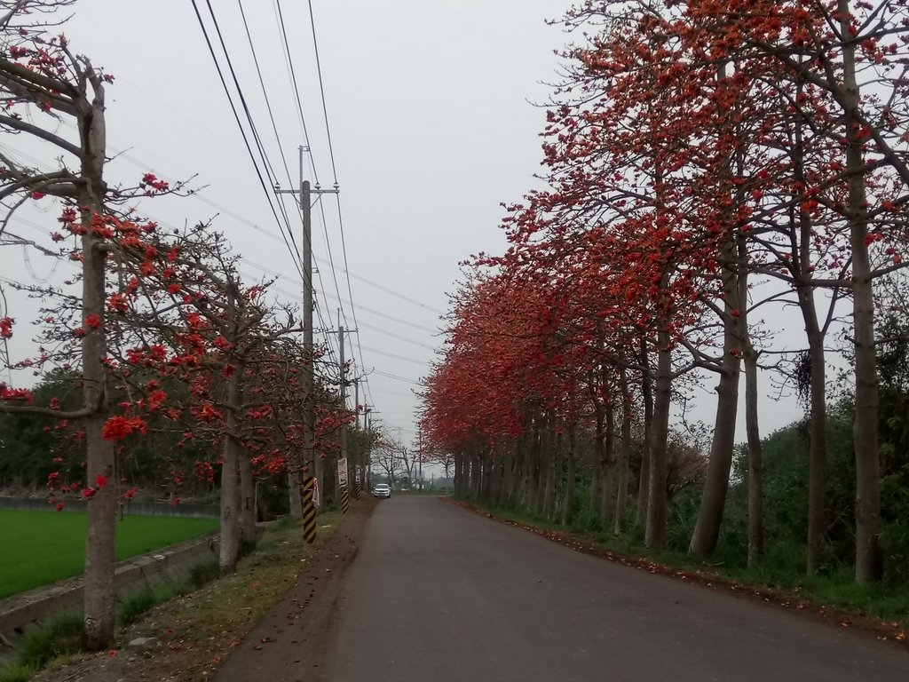 DSC_8254.JPG - 埤頭  東螺溪  木棉花