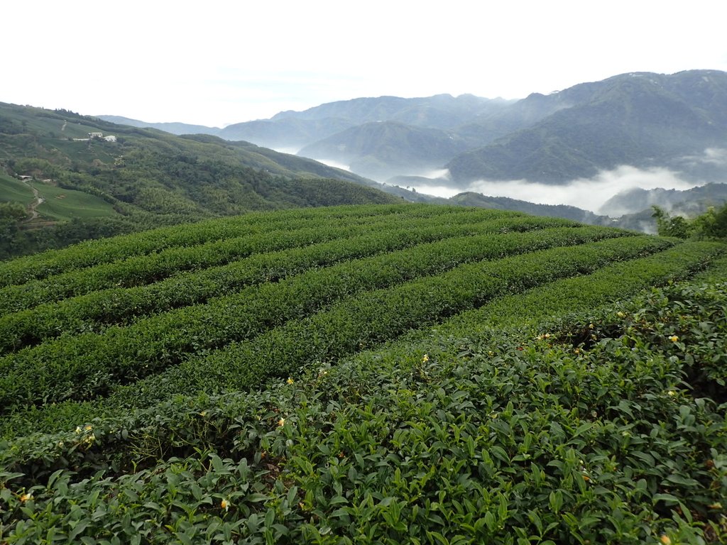 PA231760.JPG - 往三層坪途中之  茶園景致