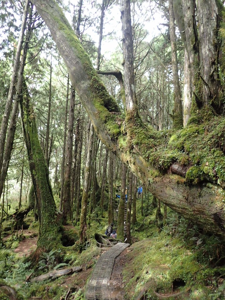 PB265417.JPG - 太平山  翠峰湖環山步道  02