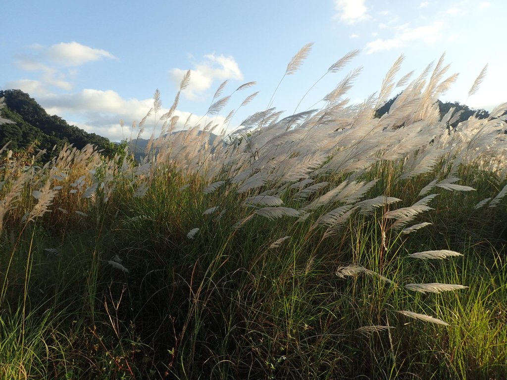 PB169290.JPG - 屈尺高灘地  甜根子草