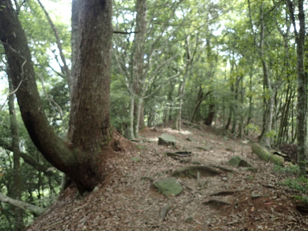 P5012316.JPG - 谷關七雄之  波津加山