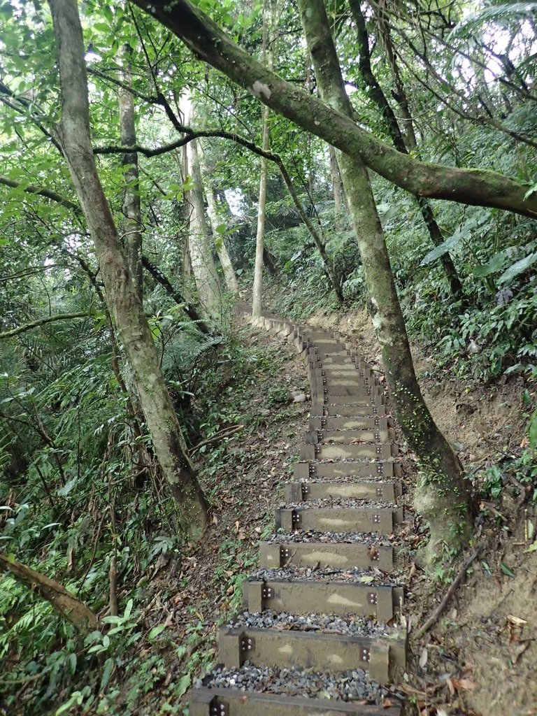 P3170371.JPG - 坪林  鬼子賴尖山