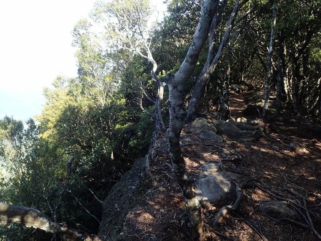 P2034766.JPG - 南庄  大坪林道  杜鵑嶺