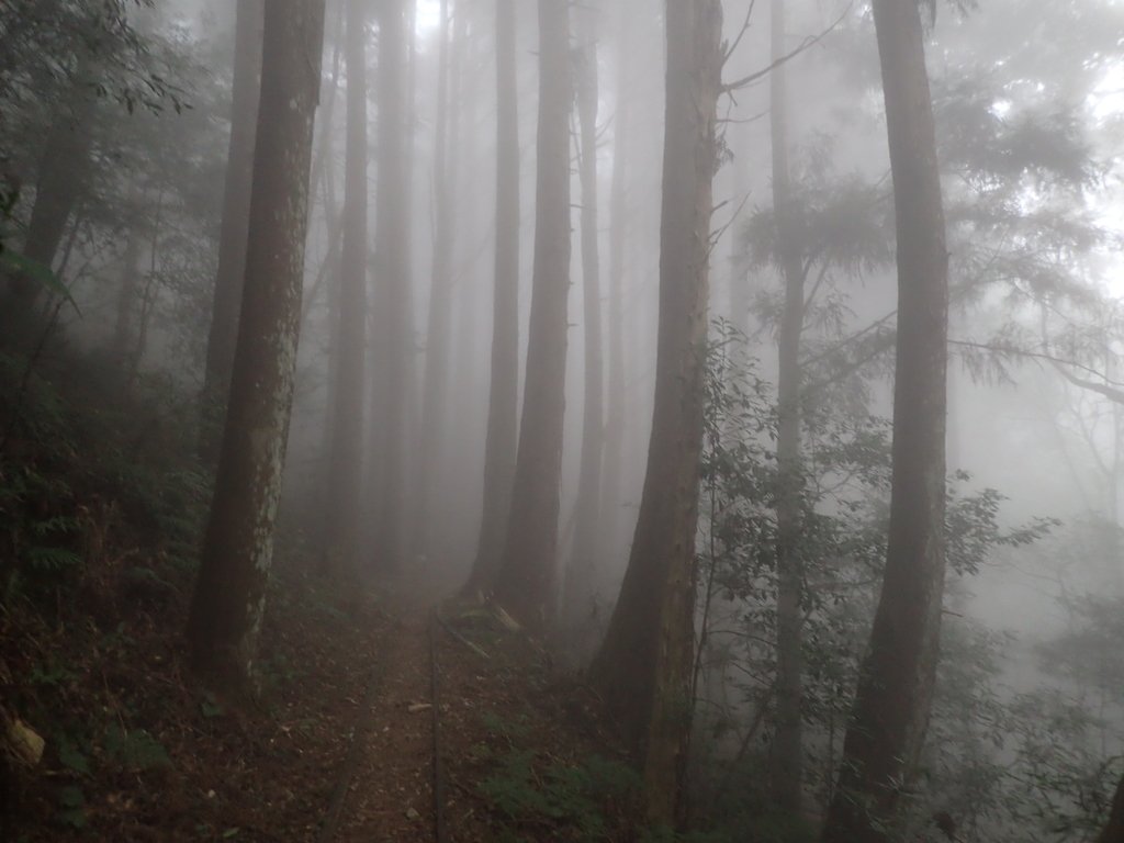 P2035012.JPG - 南庄  加里山  森林鐵道