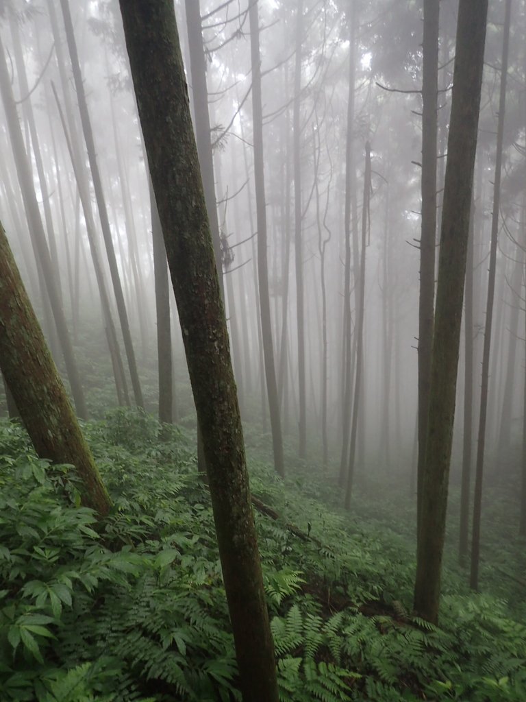 P9250230.JPG - 南庄  向天湖之  迷霧森林