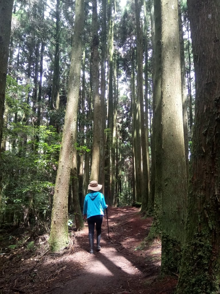 DSC_5251.JPG - 台中和平  長壽山登山步道  (下)