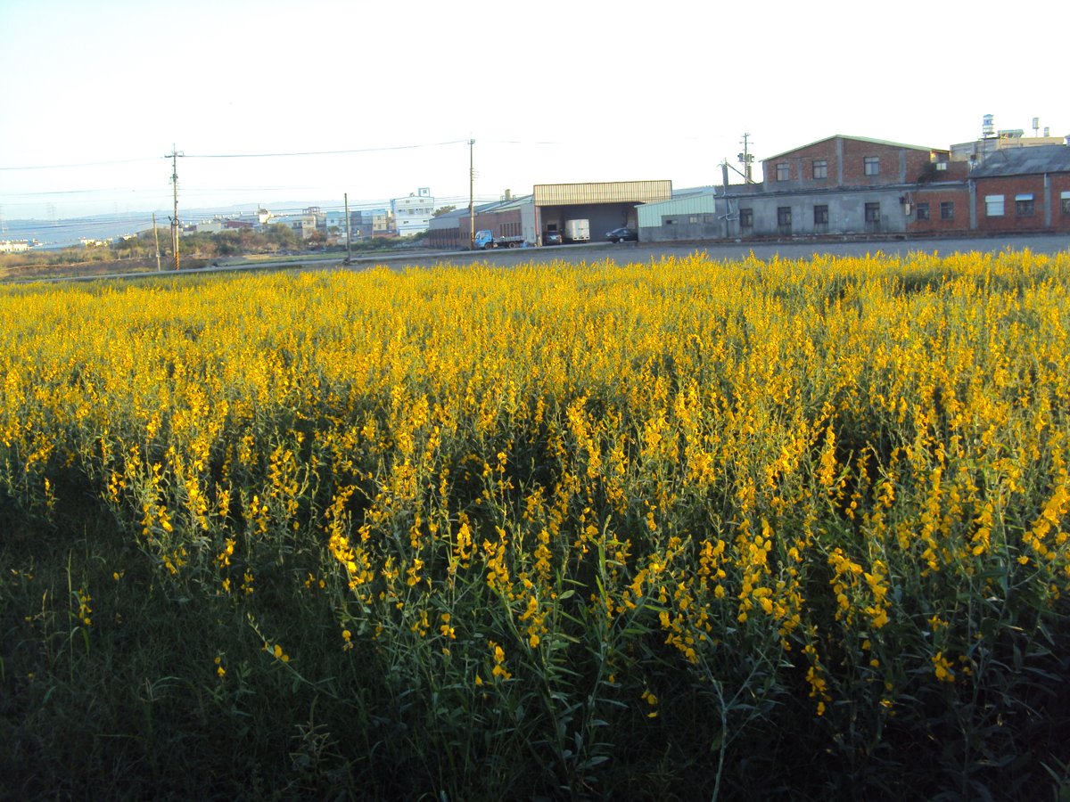 DSC03632.JPG - 清水  橋頭  蔡家古厝