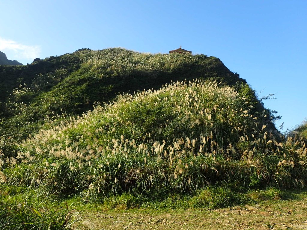 PC017823.JPG - 瑞芳  茶壺山芒花季