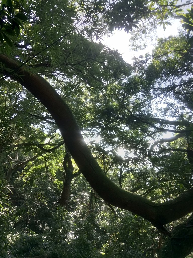 DSC_8814.JPG - 北投  中正山登山步道 03