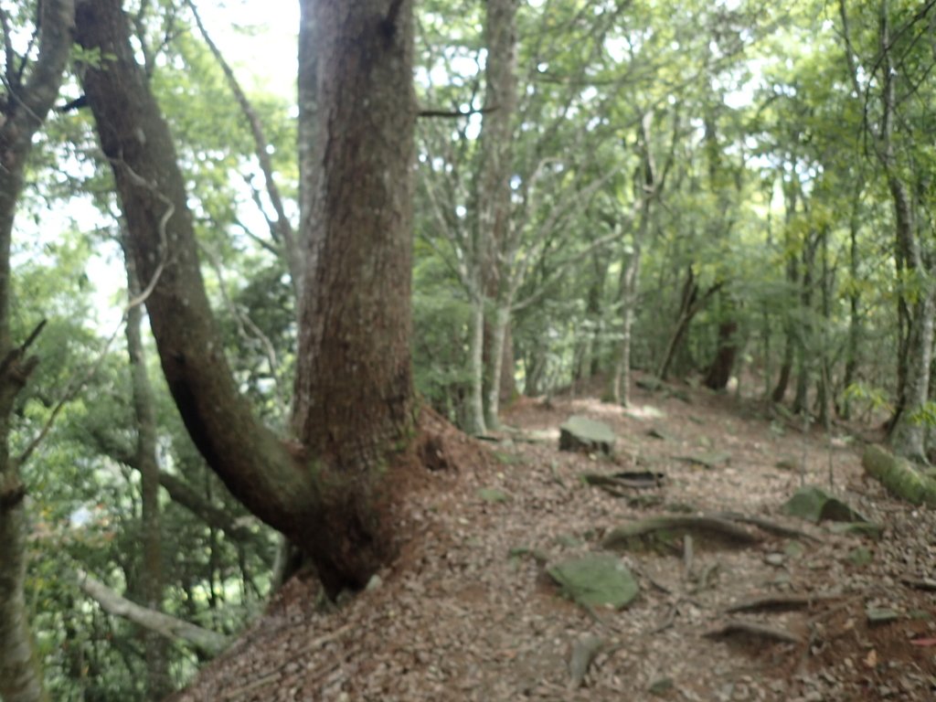 P5012317.JPG - 谷關七雄之  波津加山