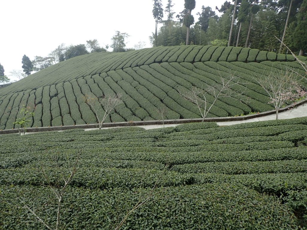 P3257882.JPG - 阿里山  頂石卓茶園之美