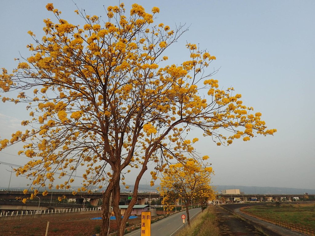 P3066270.JPG - 南投  貓羅溪畔  黃花風鈴木