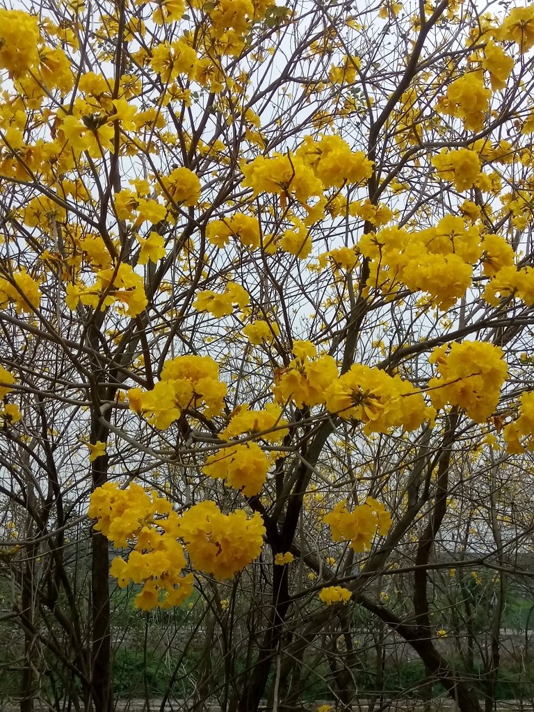 DSC_8419.JPG - 竹塘  田頭堤防  黃花風鈴木