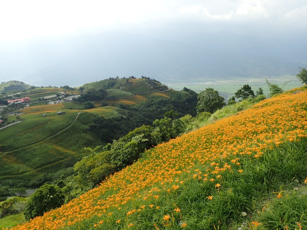 P9088011.JPG - 富里  六十石山  金針花季