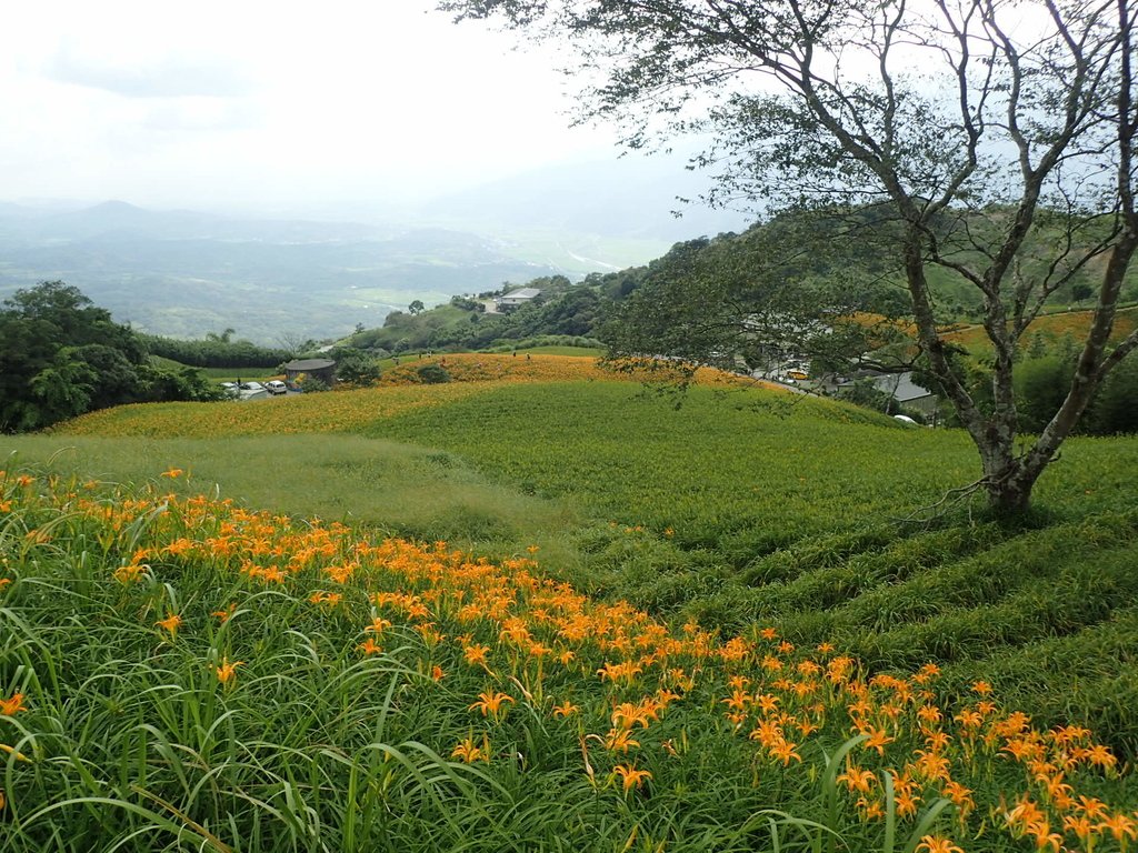 P9087966.JPG - 富里  六十石山  金針花季