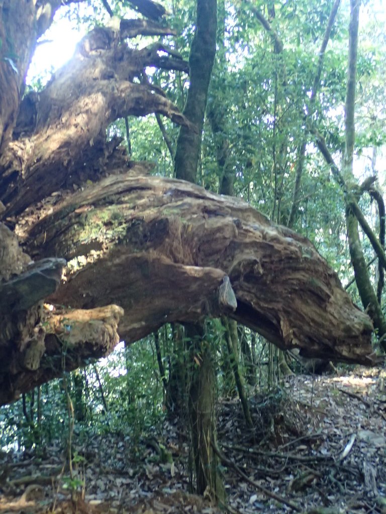 PA185589.JPG - 台中  和平  稍來山