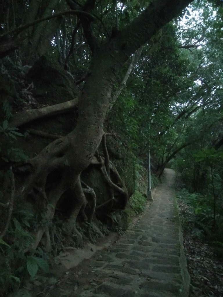 DSC_9293.JPG - 內湖  白鷺鷥山親山步道