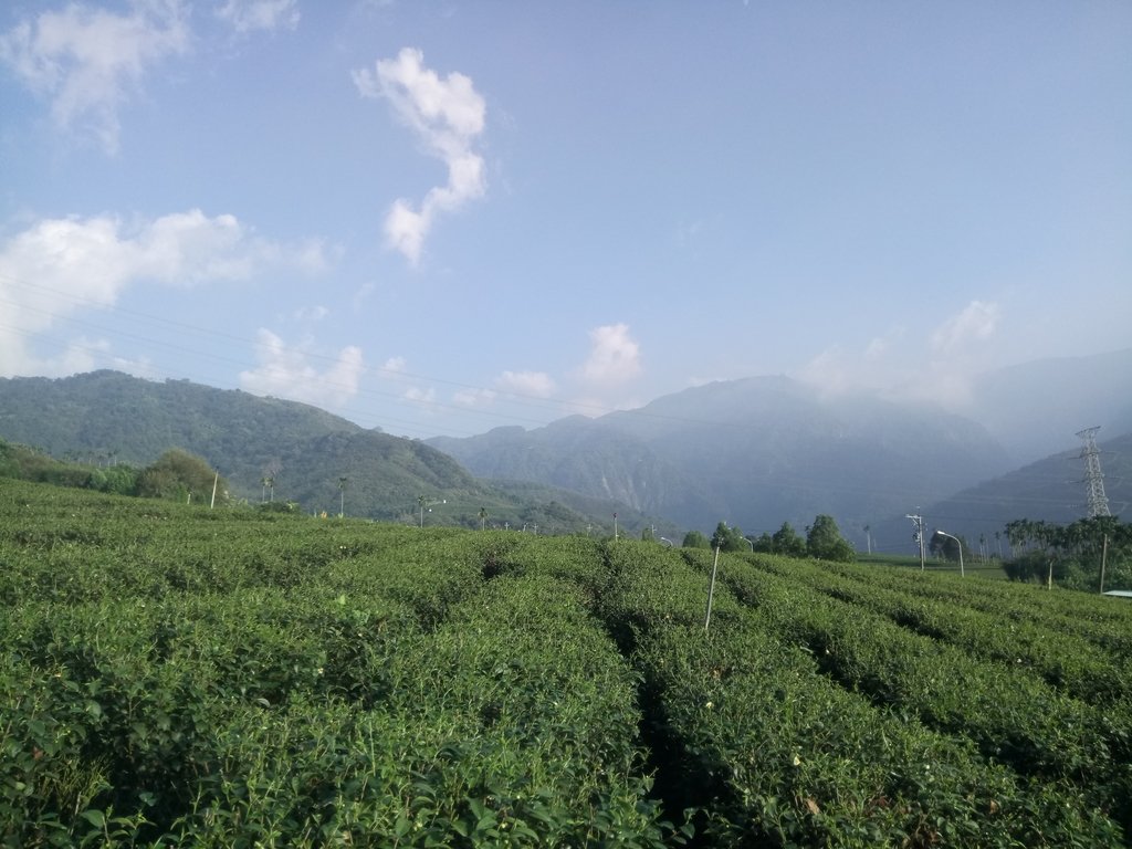 DSC_1833.JPG - 竹山  山坪頂茶園