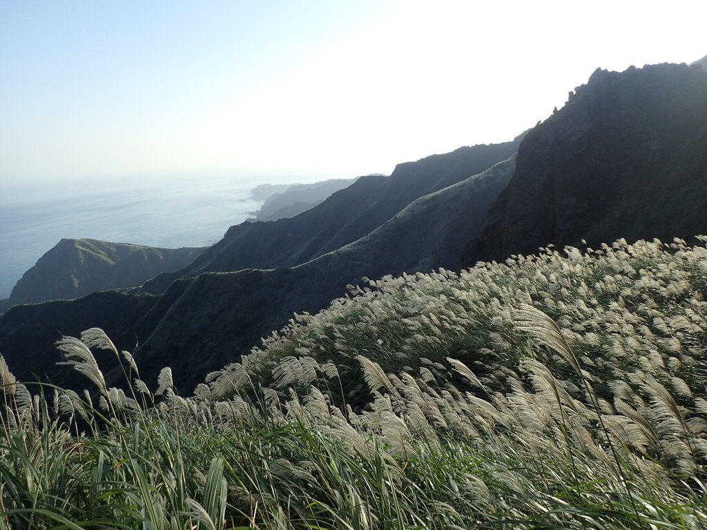 PC017831.JPG - 瑞芳  茶壺山芒花季