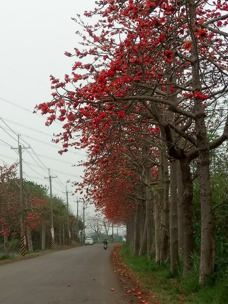 DSC_8262.JPG - 埤頭  東螺溪  木棉花