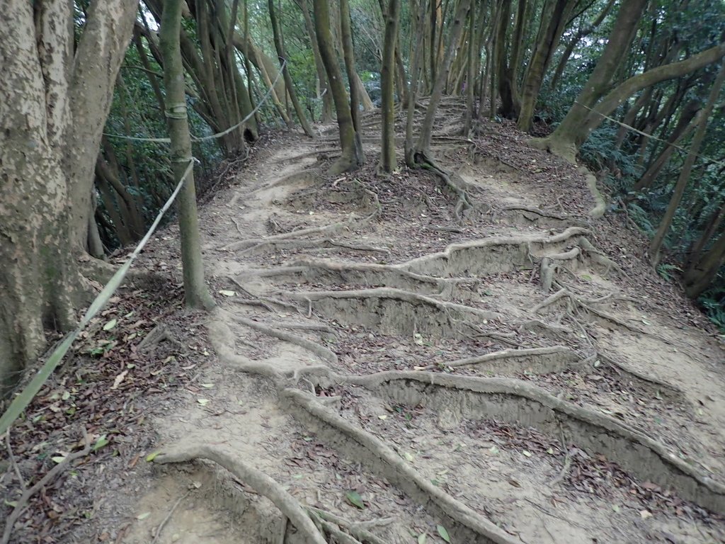 P2167999.JPG - 三峽  鳶尾山登山步道