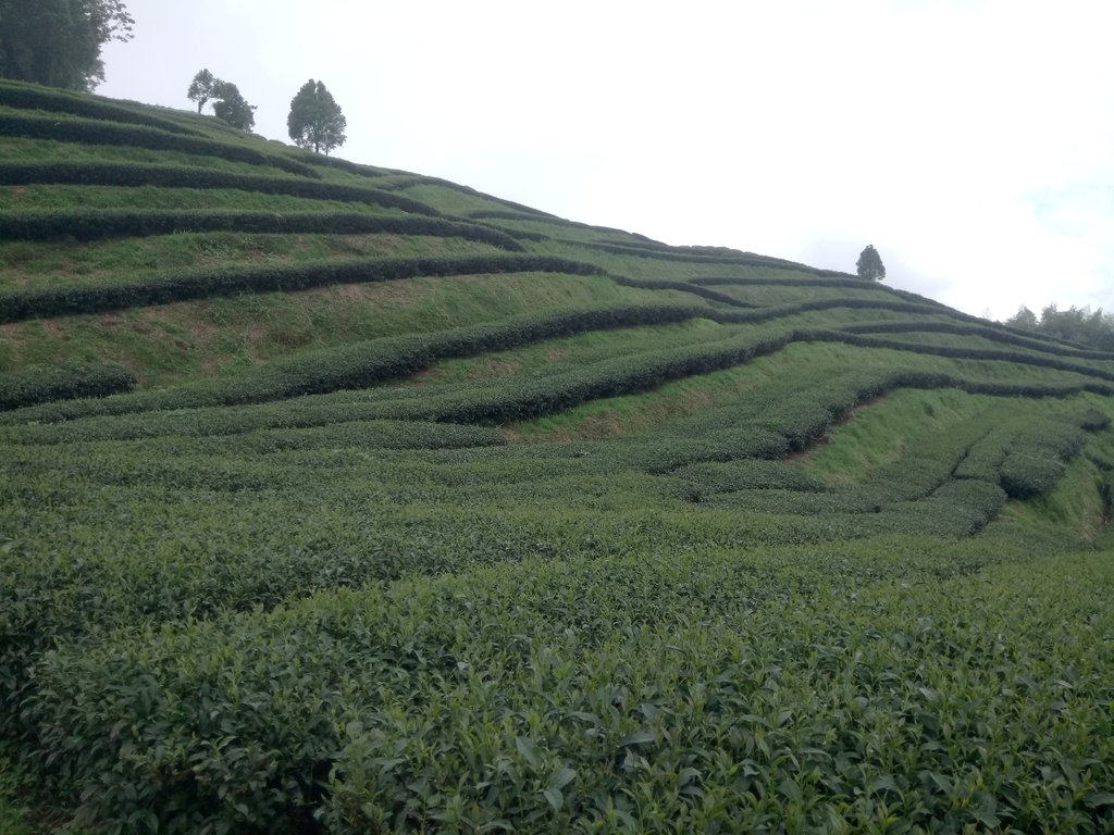 DSC_7930.JPG - 武界茶園  (02)