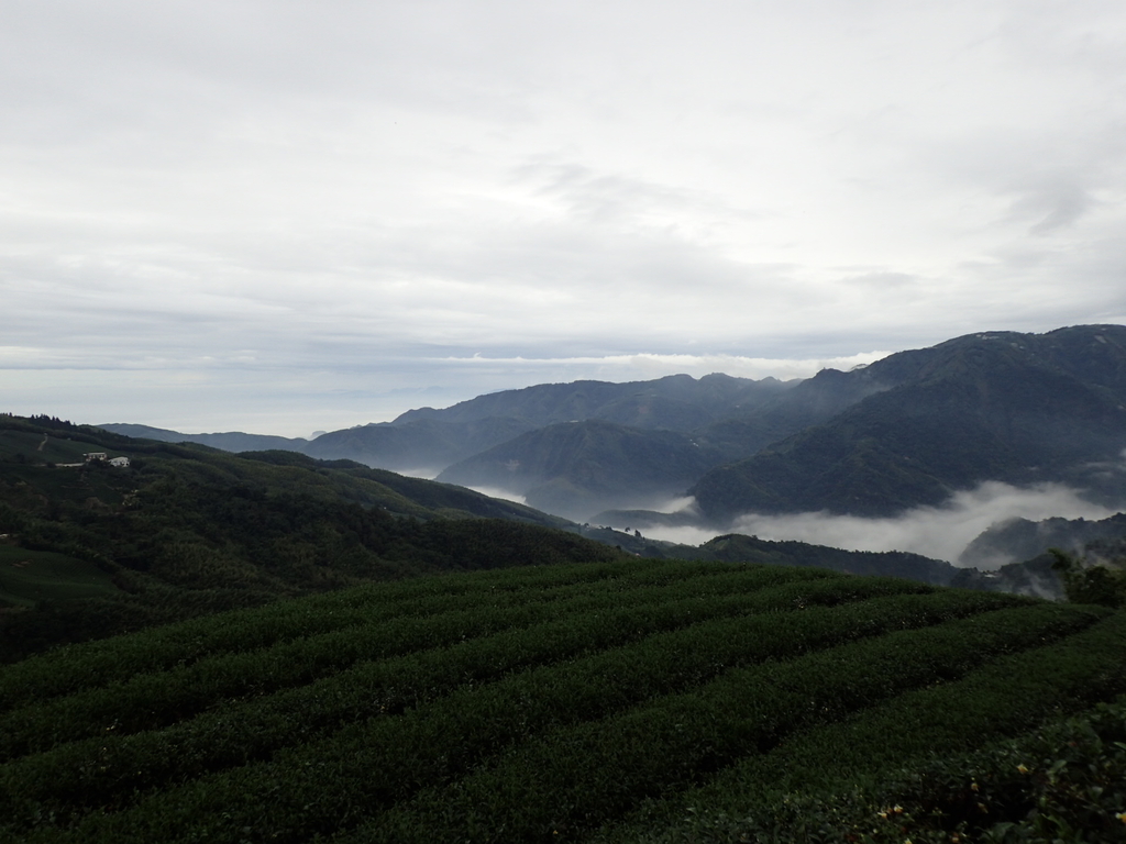 PA231763.JPG - 往三層坪途中之  茶園景致