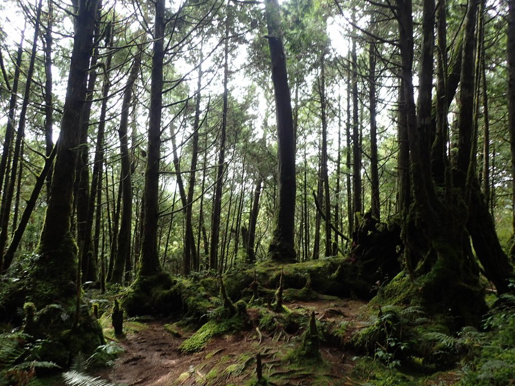 PB265421.JPG - 太平山  翠峰湖環山步道  02