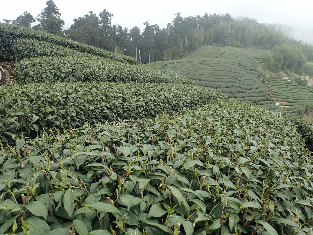 P3257889.JPG - 阿里山  頂石卓茶園之美