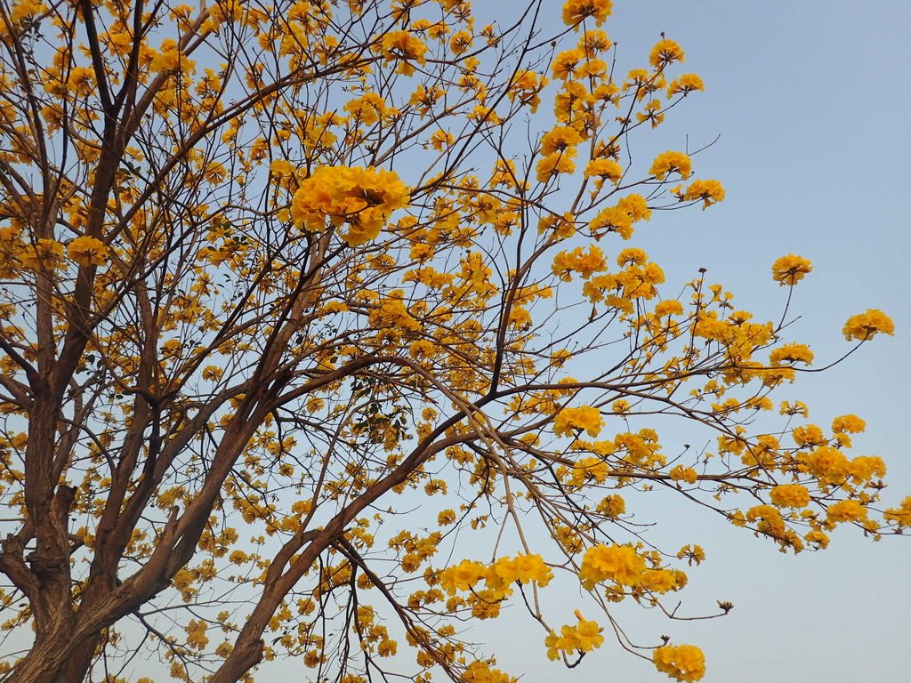 P3066276.JPG - 南投  貓羅溪畔  黃花風鈴木