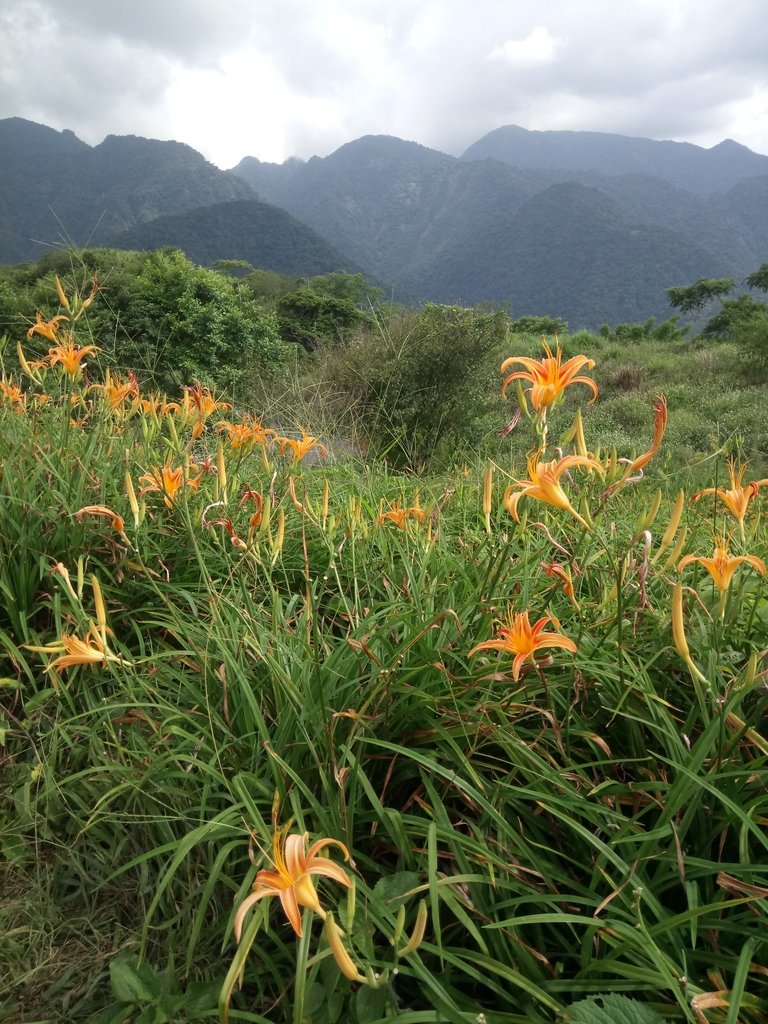 DSC_0701.JPG - 富里  六十石山  金針花季