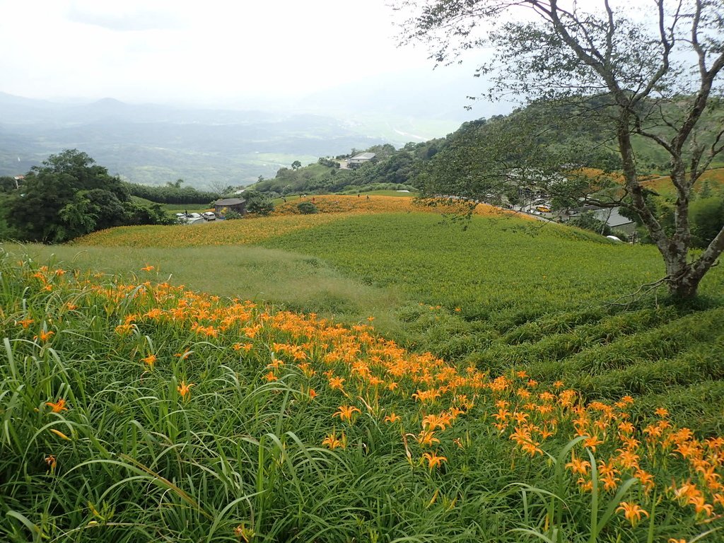 P9087967.JPG - 富里  六十石山  金針花季