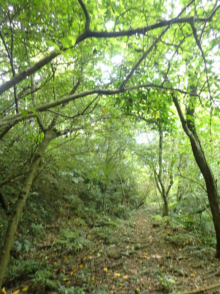 P6090387.JPG - 瑞芳  三貂嶺山  三貂大崙