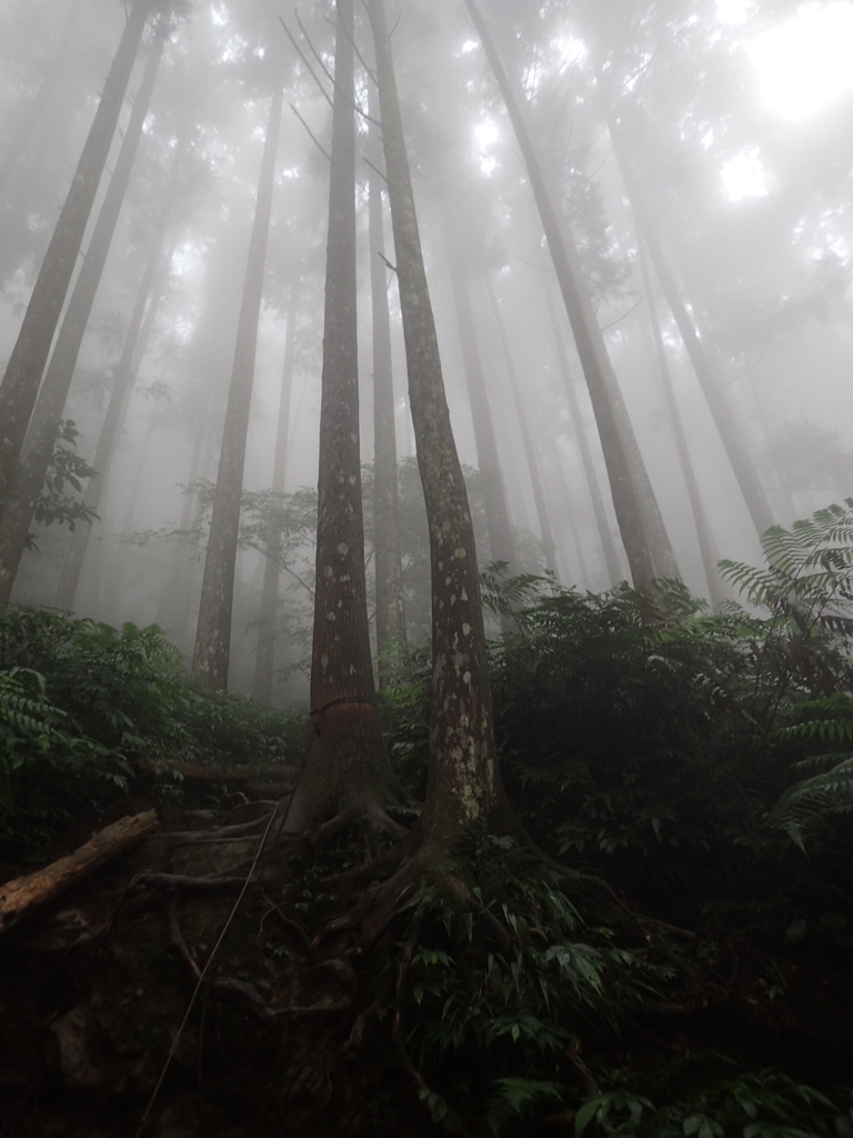 P9250183.JPG - 南庄  向天湖之  迷霧森林