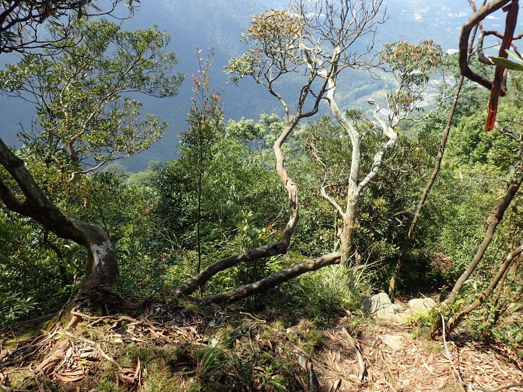 PA040462.JPG - 魚池  大尖山登山步道