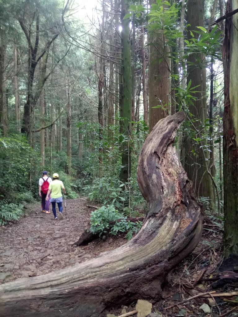 DSC_5269.JPG - 台中和平  長壽山登山步道  (下)