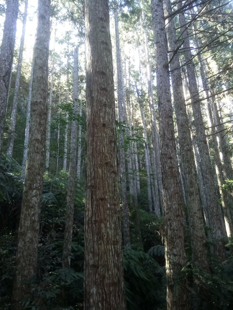 DSC_1695.JPG - 仁愛  惠蓀林場  湯公碑步道