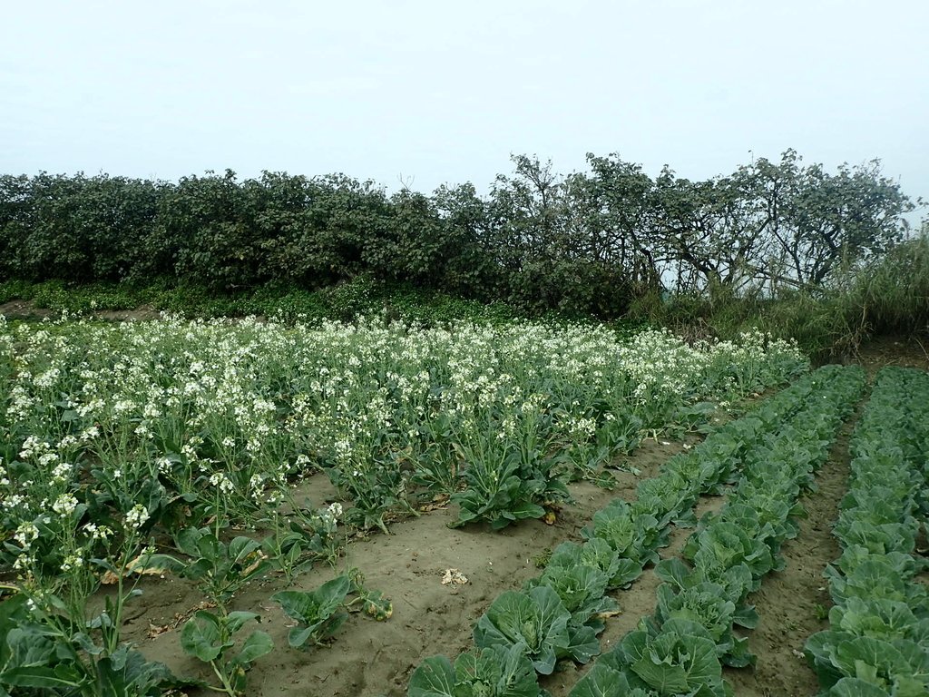 P2024789.JPG - 淡海  洲子灣  芥藍菜花田