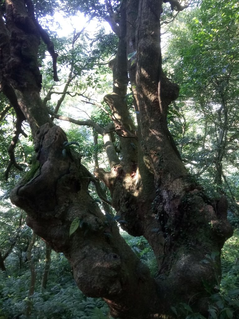 DSC_8820.JPG - 北投  中正山登山步道 03