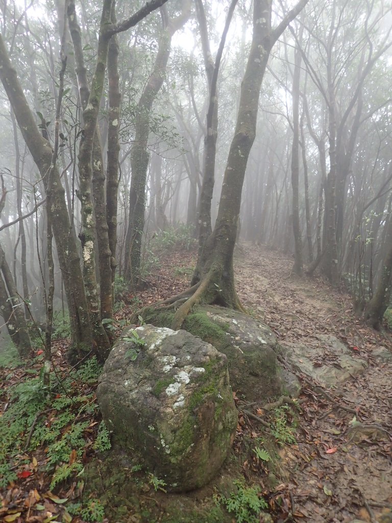 P1132832.JPG - 新店  獅子頭山隘勇線  02