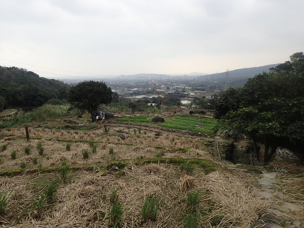 P1263954.JPG - 金山  大路崁古道