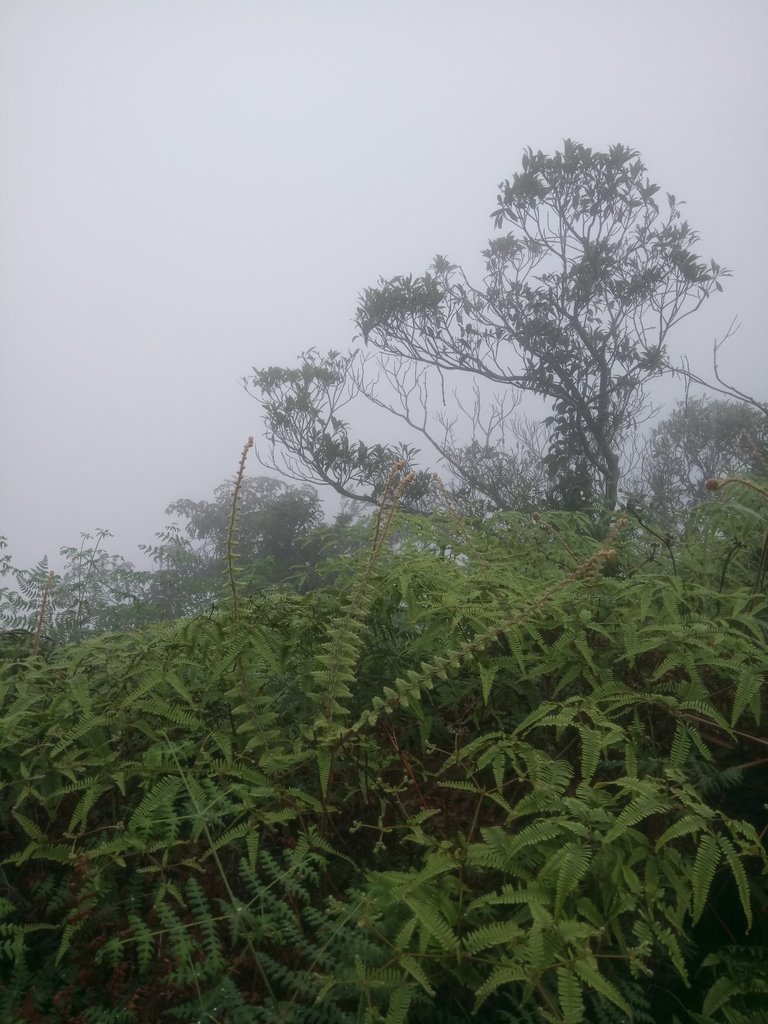 DSC_6242.JPG - 三峽  白雞山登山步道