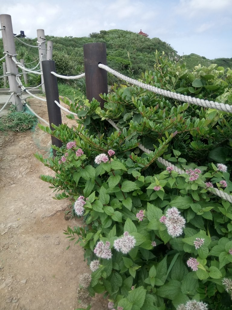 DSC_1109.JPG - 金山  燭臺雙ˊ峙 神秘海岸