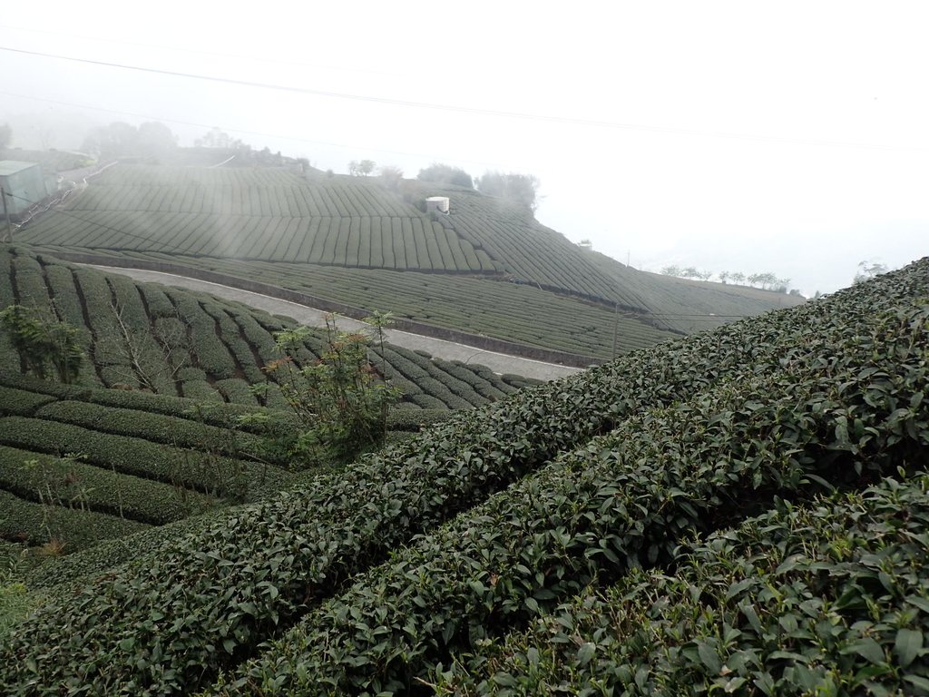 P3257891.JPG - 阿里山  頂石卓茶園之美