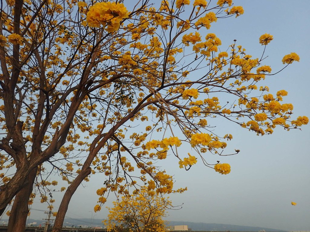 P3066278.JPG - 南投  貓羅溪畔  黃花風鈴木