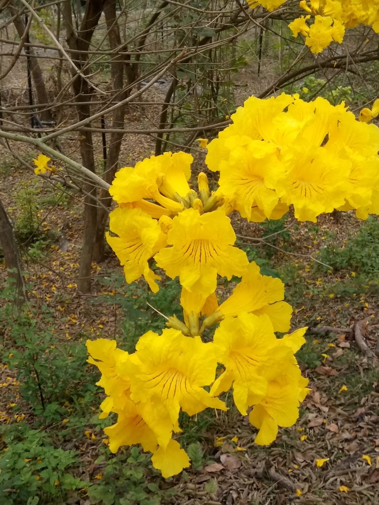 DSC_8424.JPG - 竹塘  田頭堤防  黃花風鈴木