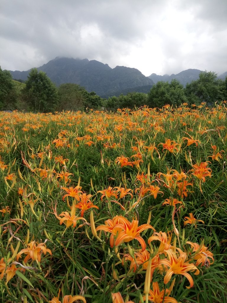 DSC_0705.JPG - 富里  六十石山  金針花季