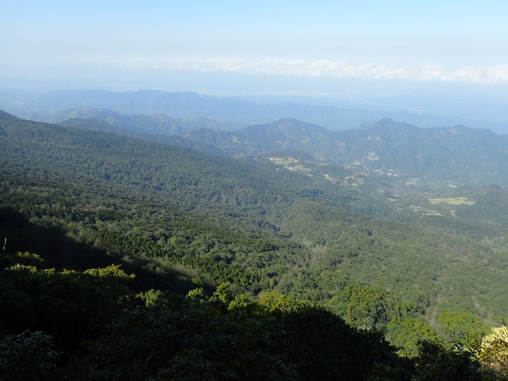 P2034771.JPG - 南庄  大坪林道  杜鵑嶺