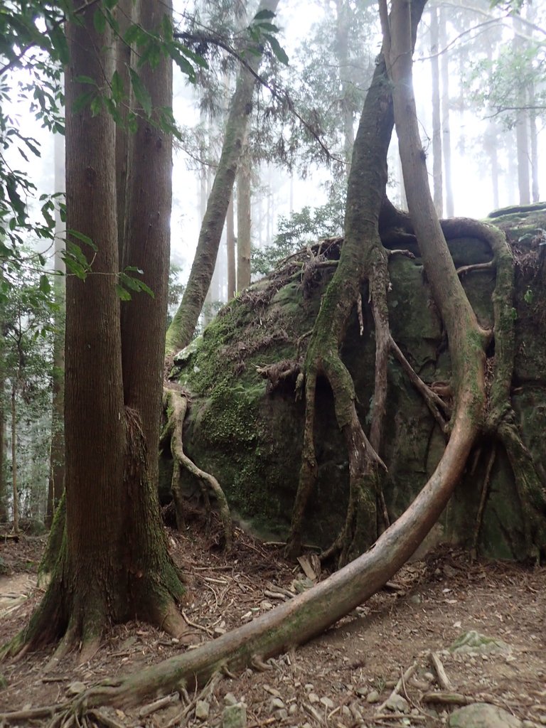 P2034964.JPG - 南庄  加里山  森林鐵道