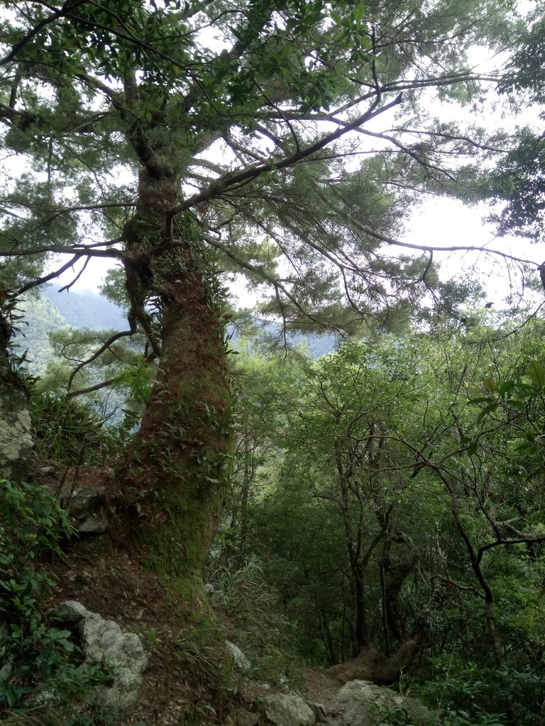 DSC_0005.JPG - 谷關七雄之  馬崙山  (下)